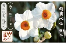 【訳あり】お花 越前水仙「葉折れ・葉切れ混在」高さ40～60cm × 30本（生花・切花）【葉の状態 規格外】【花 水仙 福井県産】 [e39-a016]