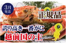 越前がに × 1杯（一番蟹）越前国の主！越前がにの象徴【雄 ズワイガニ ずわいがに 姿 生 ボイル 冷蔵 福井県】【3月発送分】【浜茹でお届け】希望日指定可 備考欄に希望日をご記入ください [e37-x006_03b]