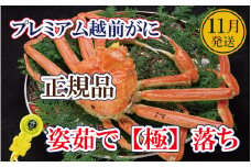 越前がに「極落ち」 × 1杯 桐箱入り！越前の至宝 最高ランクのプレミアム越前がに【雄 ズワイガニ ずわいがに 姿 生 ボイル 冷蔵 福井県】【11月発送分】【浜茹でお届け】希望日指定可 備考欄に希望日をご記入ください [e37-x012_11b]
