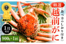 越前がに本場の越前町からお届け！ 越前がに 浜茹で 中サイズ（生で900g以上） × 1杯 食べ方しおり付き【かに カニ 蟹】【福井県 越前町 雄 ズワイガニ ボイル 冷蔵 越前ガニ 越前かに 越前カニ ずわいがに ずわい蟹 かに カニ 蟹】【1月発送分】希望日指定可 備考欄に希望日をご記入ください [e14-x006_01]