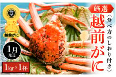 越前がに本場の越前町からお届け！ 越前がに 浜茹で 大サイズ（生で1kg以上） × 1杯 かにの食べ方しおり付き【かに カニ 蟹】【福井県 越前町 雄 ズワイガニ ボイル 冷蔵 越前ガニ 越前かに 越前カニ ずわいがに ずわい蟹 かに カニ 蟹】【1月発送分】希望日指定可 備考欄に希望日をご記入ください [e14-x007_01]