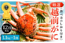 越前がに本場の越前町からお届け！ 越前がに 浜茹で 特大サイズ（生で1.1kg以上） × 1杯 かにの食べ方しおり付き【かに カニ 蟹】【福井県 越前町 雄 ズワイガニ ボイル 冷蔵 越前ガニ 越前かに 越前カニ ずわいがに ずわい蟹 かに カニ 蟹】【12月発送分】希望日指定可 備考欄に希望日をご記入ください [e14-x008_12]
