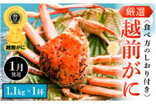 越前がに本場の越前町からお届け！ 越前がに 浜茹で 特大サイズ（生で1.1kg以上） × 1杯 かにの食べ方しおり付き【かに カニ 蟹】【福井県 越前町 雄 ズワイガニ ボイル 冷蔵 越前ガニ 越前かに 越前カニ ずわいがに ずわい蟹 かに カニ 蟹】【1月発送分】希望日指定可 備考欄に希望日をご記入ください [e14-x008_01]
