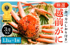 越前がに本場の越前町からお届け！ 越前がに 浜茹で 特大サイズ（生で1.1kg以上） × 1杯 かにの食べ方しおり付き【かに カニ 蟹】【福井県 越前町 雄 ズワイガニ ボイル 冷蔵 越前ガニ 越前かに 越前カニ ずわいがに ずわい蟹 かに カニ 蟹】【3月発送分】希望日指定可 備考欄に希望日をご記入ください [e14-x008_03]