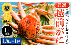 越前がに本場の越前町からお届け！ 越前がに 浜茹で 特大サイズ（生で1.3kg以上） × 1杯 かにの食べ方しおり付き【かに カニ 蟹】【福井県 越前町 雄 ズワイガニ ボイル 冷蔵 越前ガニ 越前かに 越前カニ ずわいがに ずわい蟹 かに カニ 蟹】【1月発送分】希望日指定可 備考欄に希望日をご記入ください [e14-x010_01]