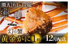 黄金ガニ（特大サイズ） × 1杯 「ズワイガニと紅ズワイガニのあいのこ」幻のカニを浜茹ででお届け！【黄金がに カニ 姿 ボイル 冷蔵 福井県】【12月発送分】希望日指定可 備考欄に希望日をご記入ください [e22-x006_12]