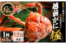越前がに本場の越前町からお届け！越前がに極 浜茹で × 1杯（生で約1.5kg）極タグ付き！正真正銘の越前がに極！【かに カニ 蟹】【福井県 越前町 雄 ズワイガニ ボイル 冷蔵 越前ガニ 越前かに 越前カニ ずわいがに ずわい蟹 かに カニ 蟹】【12月発送分】希望日指定可 備考欄に希望日をご記入ください [e22-x009_12]