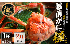 越前がに本場の越前町からお届け！越前がに極 浜茹で × 1杯（生で約1.5kg）極タグ付き！正真正銘の越前がに極！【かに カニ 蟹】【福井県 越前町 雄 ズワイガニ ボイル 冷蔵 越前ガニ 越前かに 越前カニ ずわいがに ずわい蟹 かに カニ 蟹】【2月発送分】希望日指定可 備考欄に希望日をご記入ください [e22-x009_02]