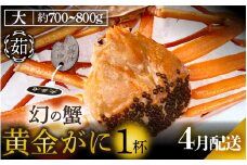 黄金ガニ（大サイズ） × 1杯 「ズワイガニと紅ズワイガニのあいのこ」幻のカニを浜茹ででお届け！【黄金がに カニ 姿 ボイル 冷蔵 福井県】【4月発送分】希望日指定可 備考欄に希望日をご記入ください [e22-x005_04]