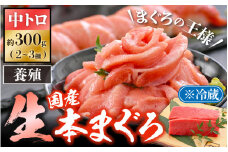 「生本まぐろ」中トロ 約300g（2～3柵） まぐろの王様！！【本まぐろ 鮪 ホンマグロ まぐろ 中とろ 冷蔵 お取り寄せ グルメ】 [e04-a081] 