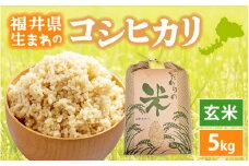 コシヒカリ 5kg 令和6年 福井県産【玄米】【お米 こしひかり 5キロ 人気品種】 [e30-a078]