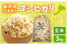 コシヒカリ 3kg 令和6年 福井県産【玄米】【お米 こしひかり 3キロ 人気品種】 [e30-a076]