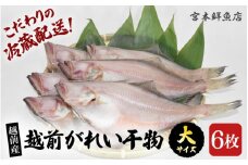 【先行予約】冷蔵配送！ 越前産 赤かれい 干物 大サイズ 6枚 【2025年9月より順次発送】 添加物不使用 産地直送！こだわり一夜干し 調理しやすい【魚介 ひもの 干物 赤ガレイ かれい干物 カレイひもの 人気 お取り寄せ グルメ】 [e43-a001]
