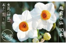 お花 ギフト 越前水仙 3枚葉 高さ40～60cm × 30本（生花・切花）ご贈答用にも大変喜ばれます【花 水仙 福井県産】 [e39-a018]