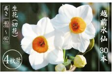 お花 ギフト 越前水仙「4枚葉」高さ40～60cm × 30本（生花・切花）葉数にもこだわりました。ご贈答用だけでなく生け花としても【花 水仙 福井県産】 [e39-a019]