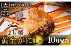 黄金ガニ（大サイズ） × 1杯 「ズワイガニと紅ズワイガニのあいのこ」幻のカニを浜茹ででお届け！【黄金がに カニ 姿 ボイル 冷蔵 福井県】【10月発送分】希望日指定可 備考欄に希望日をご記入ください [e22-x005_10]