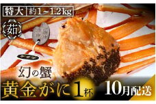 黄金ガニ（特大サイズ） × 1杯 「ズワイガニと紅ズワイガニのあいのこ」幻のカニを浜茹ででお届け！【黄金がに カニ 姿 ボイル 冷蔵 福井県】【10月発送分】希望日指定可 備考欄に希望日をご記入ください [e22-x006_10]