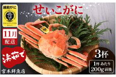 ≪浜茹で≫越前産 せいこがに（生で200g前後） × 3杯【雌 ズワイガニ 越前ガニ 姿 ボイル 冷蔵 かに カニ 蟹 福井県】【11月発送分】希望日指定可 備考欄に希望日をご記入ください [e43-x004_11]