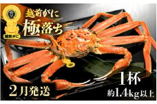 越前がに本場の越前町からお届け！ 越前がに 浜茹で 極落ち（生で約1.4kg以上） × 1杯 食べ応え旨味充分！【かに カニ 蟹】【福井県 越前町 雄 ズワイガニ ボイル 冷蔵 越前ガニ 越前かに 越前カニ ずわいがに ずわい蟹 かに カニ 蟹】【2月発送分】希望日指定可 備考欄に希望日をご記入ください [e49-x003_02]