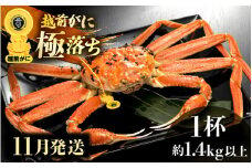 越前がに本場の越前町からお届け！ 越前がに 浜茹で 極落ち（生で約1.4kg以上） × 1杯 食べ応え旨味充分！【かに カニ 蟹】【福井県 越前町 雄 ズワイガニ ボイル 冷蔵 越前ガニ 越前かに 越前カニ ずわいがに ずわい蟹 かに カニ 蟹】【11月発送分】希望日指定可 備考欄に希望日をご記入ください [e49-x003_11]