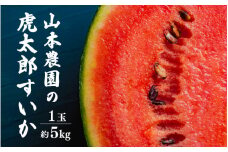 甘味が強い 虎太郎すいか 約5kg 1玉 数量限定 産地直送【果物 フルーツ スイカ】 [e58-a001] 