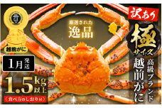 【訳あり】越前がに本場の越前町からお届け！ 越前がに 浜茹で 極サイズ（生で1.5kg以上） × 1杯 味は「極」同様！かにの食べ方しおり付き【かに カニ 蟹】【福井県 越前町 雄 ズワイガニ ボイル 冷蔵 越前ガニ 越前かに 越前カニ ずわいがに ずわい蟹 かに カニ 蟹】【1月発送分】希望日指定可 備考欄に希望日をご記入ください [e14-x013_01]