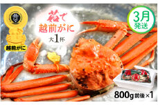 越前がに本場の越前町からお届け！ 越前がに 浜茹で 大サイズ（生で800g前後） × 1杯 かにの食べ方しおり かにスプーン付き【かに カニ 蟹】【福井県 越前町 雄 ズワイガニ ボイル 冷蔵 越前ガニ 越前かに 越前カニ ずわいがに ずわい蟹 かに カニ 蟹】【3月発送分】希望日指定可 備考欄に希望日をご記入ください [e15-x010_03]