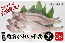 【先行予約】 冷蔵配送！ 越前産 赤かれい 干物 中サイズ 6枚 【2025年9月より順次発送】 添加物不使用 産地直送！こだわり一夜干し 調理しやすい【魚介 ひもの 干物 赤ガレイ かれい干物 カレイひもの 人気 お取り寄せ グルメ】 [e43-a003]