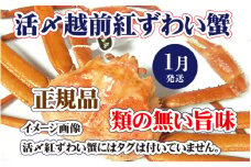 活〆越前 紅ずわいがに × 1杯 旨味満載！！【浜茹で 紅ズワイガニ 紅ずわい蟹 かに カニ 蟹 姿 ボイル 冷蔵 福井県】【1月発送分】希望日指定不可 [e37-x001_01b]