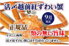 活〆越前 紅ずわいがに × 1杯 旨味満載！！【浜茹で 紅ズワイガニ 紅ずわい蟹 かに カニ 蟹 姿 ボイル 冷蔵 福井県】【9月発送分】希望日指定不可 [e37-x001_09b]