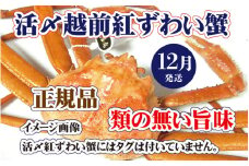 活〆越前 紅ずわいがに × 1杯 旨味満載！！【浜茹で 紅ズワイガニ 紅ずわい蟹 かに カニ 蟹 姿 ボイル 冷蔵 福井県】【12月発送分】希望日指定不可 [e37-x001_12b]