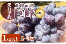 【先行予約】ぶどう 種なし「 巨峰」 葡萄   1.0kg以上（2～3房） 【2025年8月下旬より順次発送】 [e36-a008]