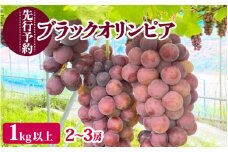 【先行予約】濃厚な味わいのぶどう 「ブラックオリンピア」葡萄 1.0kg以上（2～3房）ハチミツのようなとろける甘み【2025年9月中旬より順次発送】  [e36-a007]