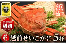 ≪浜茹で≫訳あり越前せいこガニ(越前がにタグ付き) 5杯　解禁直後の初物　ご自宅用に最適【雌 ズワイガニ】【カニ 越前ガニ セコガニ カニみそ】希望日指定可 備考欄に希望日をご記入ください 【11月発送】 [e14-x019]