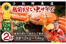 越前がに本場の越前町からお届け！ 越前がに≪浜茹で≫中サイズ（生で600～700g） × 2杯【かに カニ 蟹】地元で喜ばれるゆで加減・塩加減で越前の港から直送！【福井県 越前町 雄 ズワイガニ ボイル 冷蔵 越前ガニ 越前かに 越前カニ ずわいがに ずわい蟹 かに カニ 蟹】【12月発送分】希望日指定可 備考欄に希望日をご記入ください [e23-x009_12]