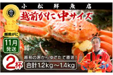 越前がに本場の越前町からお届け！ 越前がに≪浜茹で≫中サイズ（生で600～700g） × 2杯【かに カニ 蟹】地元で喜ばれるゆで加減・塩加減で越前の港から直送！【福井県 越前町 雄 ズワイガニ ボイル 冷蔵 越前ガニ 越前かに 越前カニ ずわいがに ずわい蟹 かに カニ 蟹】【11月発送分】希望日指定可 備考欄に希望日をご記入ください [e23-x009_11]