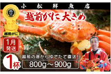 ≪浜茹で≫越前ずわい蟹 大きめサイズ× 1杯（800～900g）地元で喜ばれるゆで加減・塩加減で越前の港から直送！【雄 ズワイガニ ずわいがに 姿 ボイル 冷蔵 福井県】【1月発送分】希望日指定可 備考欄に希望日をご記入ください [e23-x008_01]