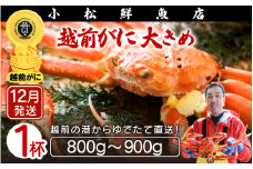 ≪浜茹で≫越前ずわい蟹 大きめサイズ× 1杯（800～900g）地元で喜ばれるゆで加減・塩加減で越前の港から直送！【雄 ズワイガニ ずわいがに 姿 ボイル 冷蔵 福井県】【12月発送分】希望日指定可 備考欄に希望日をご記入ください [e23-x008_12]