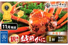 【訳あり】≪浜茹で≫ 越前がに 約900g～1.0kg × 1杯（茹で前重量）食べ方しおり付き【11月発送】【雄 ズワイガニ ずわいがに かに カニ 蟹 姿 ボイル 福井県】希望日指定可 備考欄に希望日をご記入ください [e04-x023_11]