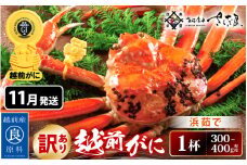 【訳あり】≪浜茹で≫ 越前がに 約300～400g × 1杯（茹で前重量）食べ方しおり付き【雄 ズワイガニ ずわいがに かに カニ 蟹 姿 ボイル 福井県】【11月発送】希望日指定可 備考欄に希望日をご記入ください [e04-x020_11]