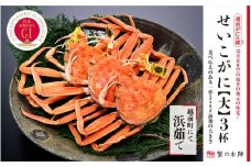 浜茹で【越前せいこがに 大 250g前後】3杯セット 11～12月順次発送 [e56-x001]