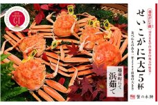 浜茹で【越前せいこがに 大 250g前後】5杯セット 11～12月順次発送 [e56-x002]