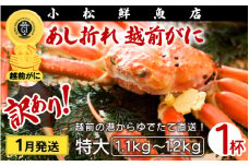 【訳あり】足折れ 越前がに 特大サイズ × 1杯（1.1～1.2kg）地元で喜ばれるゆで加減・塩加減で越前の港から直送！【雄 ズワイガニ ずわいがに 姿 ボイル 冷蔵 福井県】【1月発送分】希望日指定可 備考欄に希望日をご記入ください [e23-x014_01]