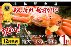 【訳あり】足折れ 越前がに 特大サイズ × 1杯（1.1～1.2kg）地元で喜ばれるゆで加減・塩加減で越前の港から直送！【雄 ズワイガニ ずわいがに 姿 ボイル 冷蔵 福井県】【12月発送分】希望日指定可 備考欄に希望日をご記入ください [e23-x014_12]