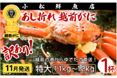 【訳あり】足折れ 越前がに 特大サイズ × 1杯（1.1～1.2kg）地元で喜ばれるゆで加減・塩加減で越前の港から直送！【雄 ズワイガニ ずわいがに 姿 ボイル 冷蔵 福井県】【11月発送分】希望日指定可 備考欄に希望日をご記入ください [e23-x014_11]