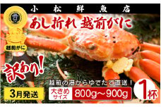 【訳あり】足折れ 越前がに 大きめサイズ × 1杯（800～900g）地元で喜ばれるゆで加減・塩加減で越前の港から直送！【雄 ズワイガニ ずわいがに 姿 ボイル 冷蔵 福井県】【3月発送分】希望日指定可 備考欄に希望日をご記入ください [e23-x013_03]