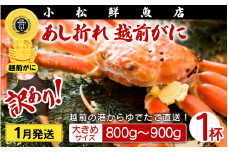 【訳あり】足折れ 越前がに 大きめサイズ × 1杯（800～900g）地元で喜ばれるゆで加減・塩加減で越前の港から直送！【雄 ズワイガニ ずわいがに 姿 ボイル 冷蔵 福井県】【1月発送分】希望日指定可 備考欄に希望日をご記入ください [e23-x013_01]