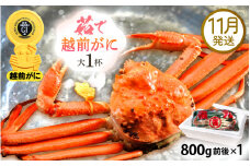 越前がに本場の越前町からお届け！ 越前がに 浜茹で 大サイズ（生で800g前後） × 1杯 かにの食べ方しおり かにスプーン付き【かに カニ 蟹】【福井県 越前町 雄 ズワイガニ ボイル 冷蔵 越前ガニ 越前かに 越前カニ ずわいがに ずわい蟹 かに カニ 蟹】【11月発送分】希望日指定可 備考欄に希望日をご記入ください [e15-x010_11]