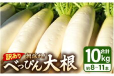 【訳あり】数量・期間限定 朝採り新鮮 べっぴん大根 10kg以上【12月より順次発送】産地直送【福井県産 冬野菜 なべ料理 惣菜 野菜 だいこん ダイコン 便利野菜 サラダ 漬物  露地栽培 1万円以下 買い回り 送料無料】 [e35-a023] 