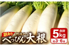 【訳あり】数量・期間限定 朝採り新鮮 べっぴん大根 5kg以上【12月より順次発送】産地直送【福井県産 冬野菜 なべ料理 惣菜 野菜 だいこん ダイコン 便利野菜 サラダ 漬物  露地栽培 5000円 買い回り 送料無料】 [e35-a022] 